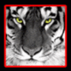   Tiger_king